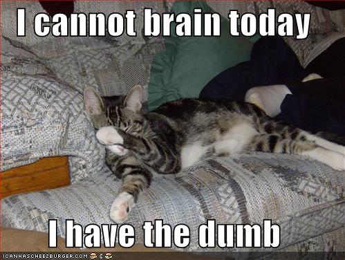 funny-pictures-cat-cannot-brain-today.jpg